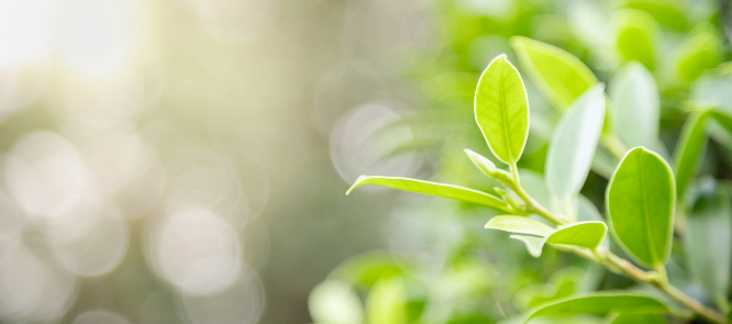 Eco-Chic: The Green Benefits of our Natural Deodorants