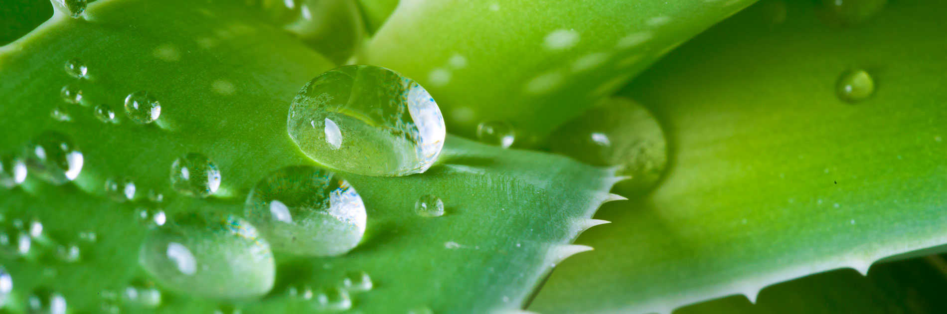 Aloe Vera - The Super Hero for Skincare - Salt of the Earth Natural Deodorants