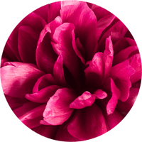 peony-fragrance.png